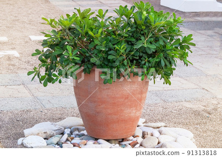 Green plants in ceramic pot stand at beach. Plants for house on seashore. Vacation and travel on sea coast. Green plants in ceramic pot stand at beach. Plants for house on seashore. Vacation and travel on sea coast. 91313818