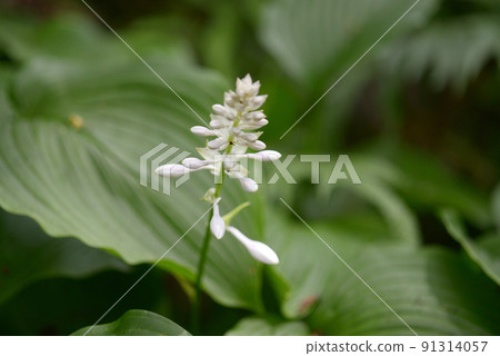 Ooba Giboshi Ooba Giboshi 91314057