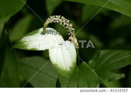 Hansee節目 Hansee節目 91314307