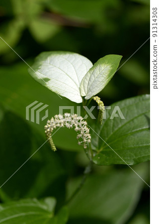 Hansee節目 91314308