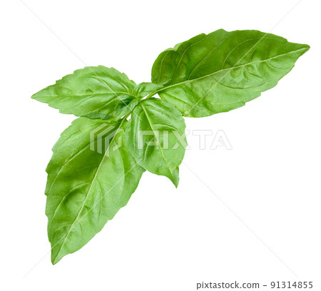 Basil sprig with green leaves on a white Stock Photo