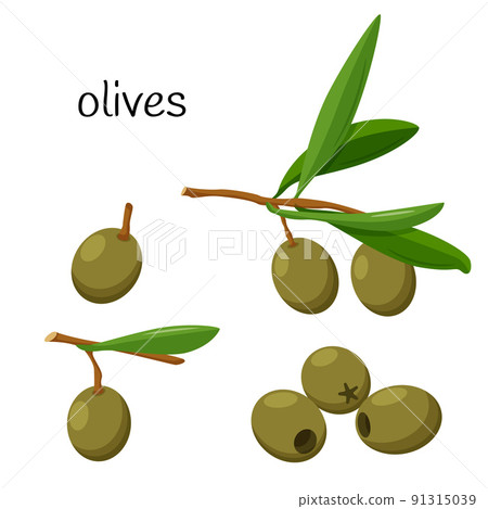 Green olive. Whole on a branch with leaves, pitted olives. Ingredient, an element for the design of food packaging, recipes, and menus. Isolated on white vector illustration in flat style. Green olive. Whole on a branch with leaves, pitted olives. Ingredient, an element for the design of food packaging, recipes, and menus. Isolated on white vector illustration in flat style. 91315039