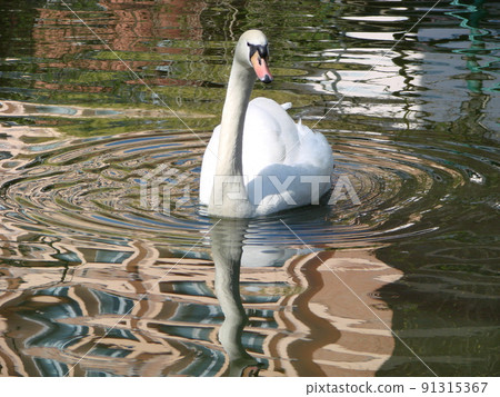 Beautiful Swan on a Crystal Clear blue river reflection 91315367