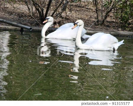 Mating games of a pair of white swans. Swans swimming on the water in nature. latin name Cygnus olor. 91315577
