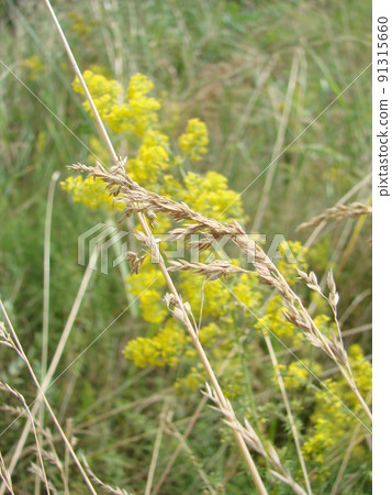 Yellow Bedstraw. Latin name Galium. Close up. Spring solar background, photo wallpaper. 91315660