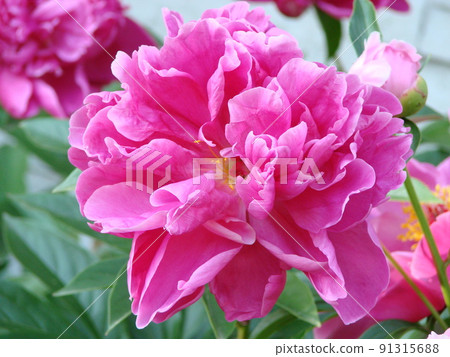 Close-up of flowers Pink peonies . Beautiful peony flower for catalog or online store. Floral shop concept . Beautiful fresh cut bouquet. 91315688