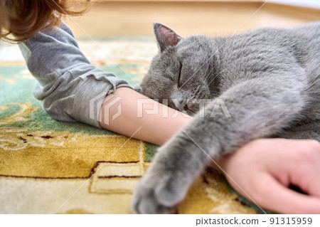 Close-up of a sleeping gray cat on the owners girls hand. 91315959