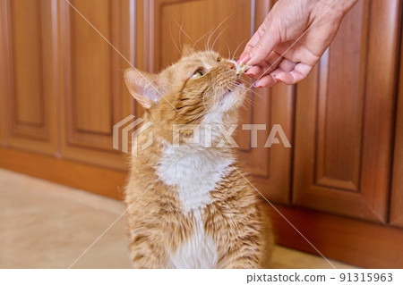 Funny ginger old cat eating piece of meat from the owners hand Funny ginger old cat eating piece of meat from the owners hand 91315963