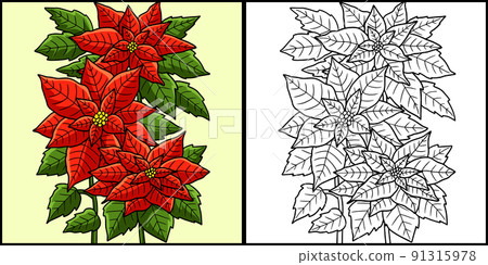 Poinsettia Flower Coloring Colored Illustration 91315978