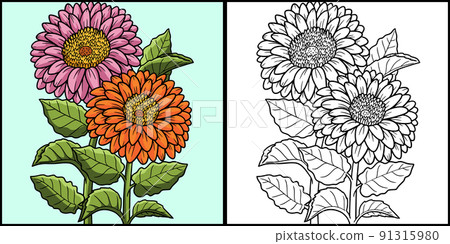 Gerbera Flower Coloring Page Colored Illustration 91315980