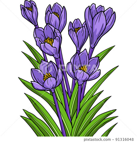 Crocus Flower Cartoon Colored Clipart Illustration Crocus Flower Cartoon Colored Clipart Illustration 91316048