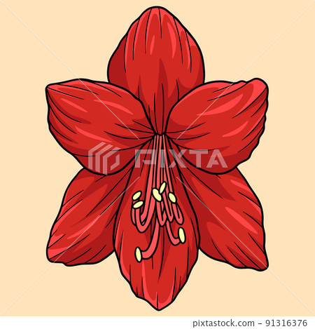 Amaryllis Flower Colored Cartoon Illustration 91316376