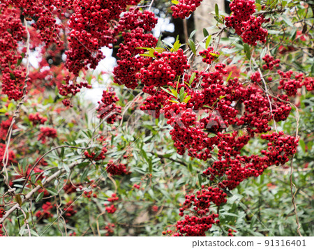 Pyracantha found in Dazaifu Citizen's Forest Kanzeonji Temple, Dazaifu City, Fukuoka Prefecture Pyracantha found in Dazaifu Citizen's Forest Kanzeonji Temple, Dazaifu City, Fukuoka Prefecture 91316401