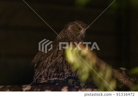 林神誌摩貓頭鷹 林神誌摩貓頭鷹 91316472
