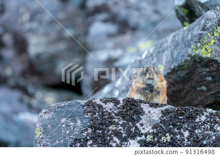 Ezonaki rabbit meditating on a rocky place Ezonaki rabbit meditating on a rocky place 91316498