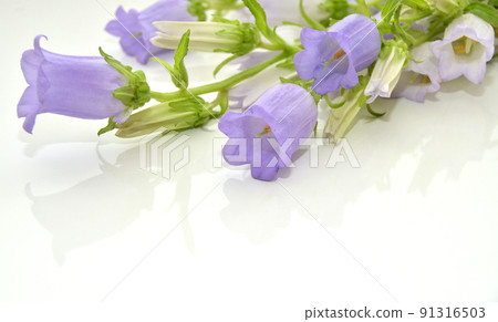 鶴金草的背面材料 91316503