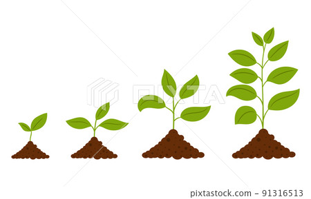 Gradual growth of the plant. The scheme from the sprout to the adult plant. A simple deciduous plant. Botanical vector illustration, isolated on a white background. 91316513