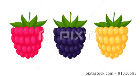 Blackberries, raspberries and cloudberries. Berries with leaves, design elements in a flat style. Color vector illustration, isolated on a white background. Blackberries, raspberries and cloudberries. Berries with leaves, design elements in a flat style. Color vector illustration, isolated on a white background. 91316585