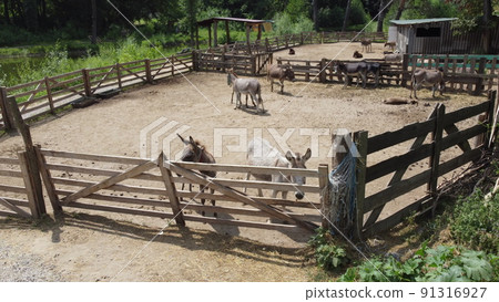 Donkey farm. Aerial drone view flight over many donkeys in corral on donkey farm on sunny day. Domestic rural animals in village. Herd of livestock and domestic animal grazing in paddock in summer 91316927