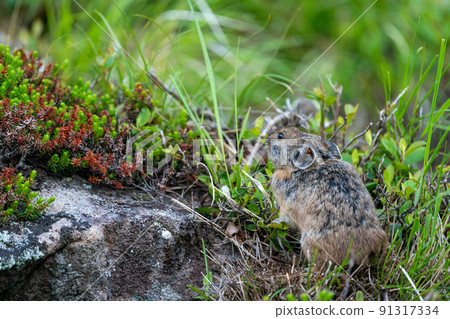 Ezonaki rabbit foraging in a galley with alpine plants Ezonaki rabbit foraging in a galley with alpine plants 91317334