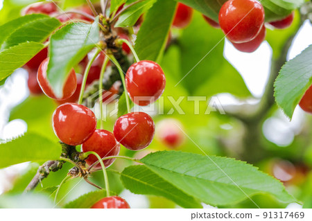 Red-grown cherries (Sato Nishiki), Tendo City, Yamagata Prefecture 91317469