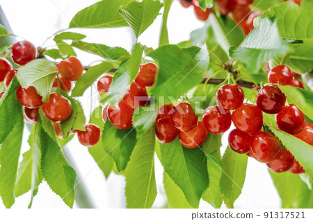 Red-grown cherries (Sato Nishiki), Tendo City, Yamagata Prefecture 91317521