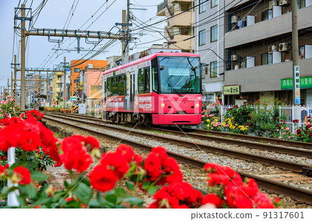 Tokyo Arakawa-ku Toden Arakawa Line and roses in full bloom Tokyo Arakawa-ku Toden Arakawa Line and roses in full bloom 91317601