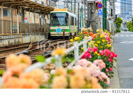 東京荒川區都電荒川線和盛開的玫瑰 91317611