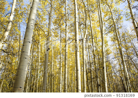 阿斯彭樹科羅拉多秋天 91318169