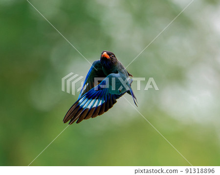 Flying skunk Flying skunk 91318896