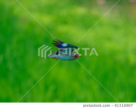 飛臭鼬 91318907