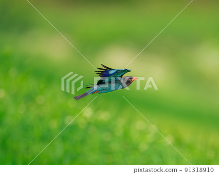Flying skunk Flying skunk 91318910