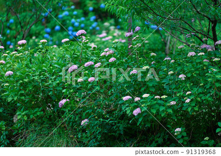 Colorful hydrangea 91319368