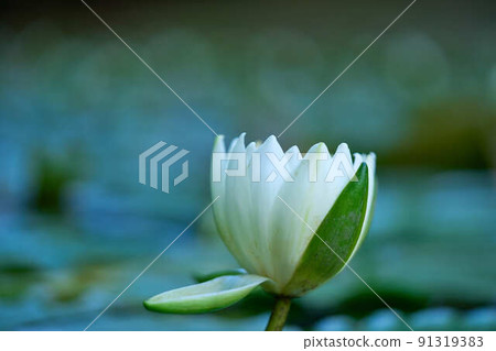 荷花花和葉子 荷花花和葉子 91319383