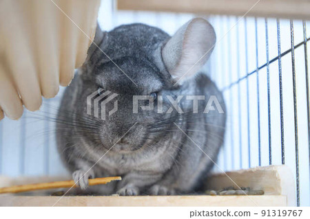 Standard gray chinchilla Standard gray chinchilla 91319767