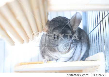 Standard gray chinchilla Standard gray chinchilla 91319772