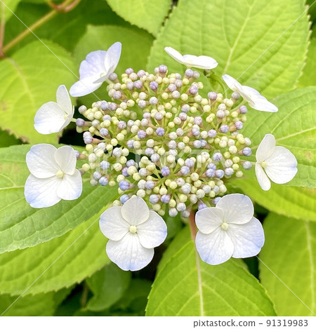  Gaku hydrangea 91319983