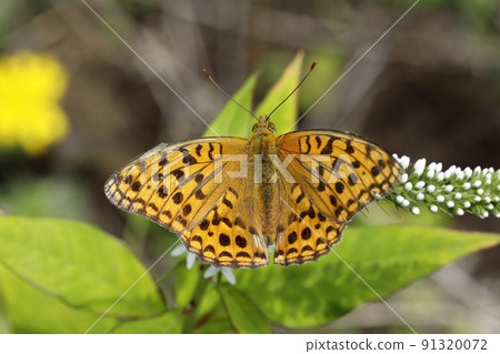 High brown fritillary gathering in the flowers of Lysimachia clethroid High brown fritillary gathering in the flowers of Lysimachia clethroid 91320072