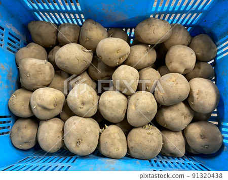 Harvesting potatoes Harvesting potatoes 91320438