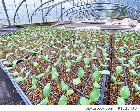 Cute melon seedlings Cute melon seedlings 91320439