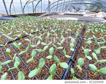 Melon seedlings Melon seedlings 91320440