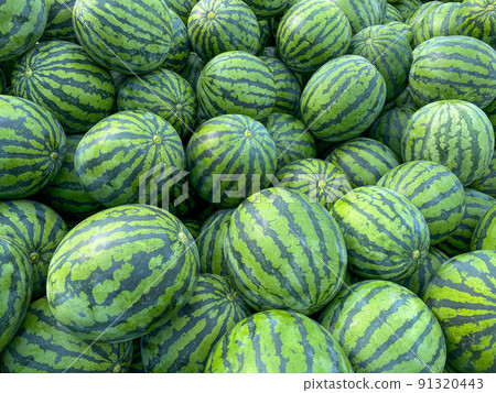 watermelon   91320443