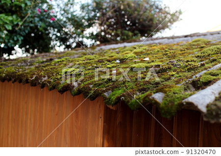 Scenery of moss on the roof of galvanized iron 91320470