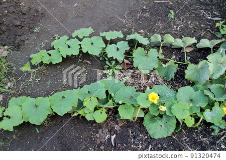 Growing pumpkin vine Growing pumpkin vine 91320474