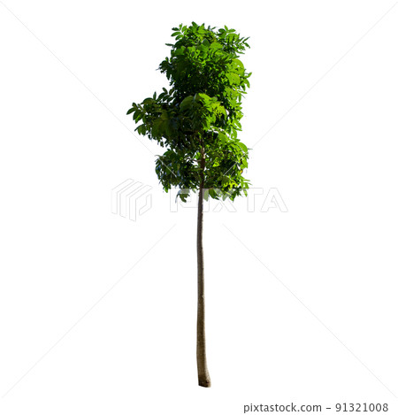 Trees isolated on the white background. 91321008