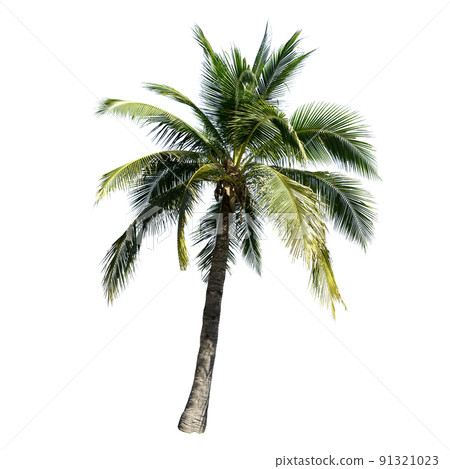 Coconut tree isolated on the white background. 91321023