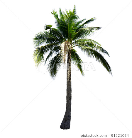 Coconut tree isolated on the white background. 91321024