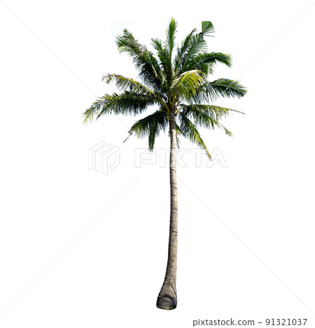 Coconut tree isolated on the white background. 91321037