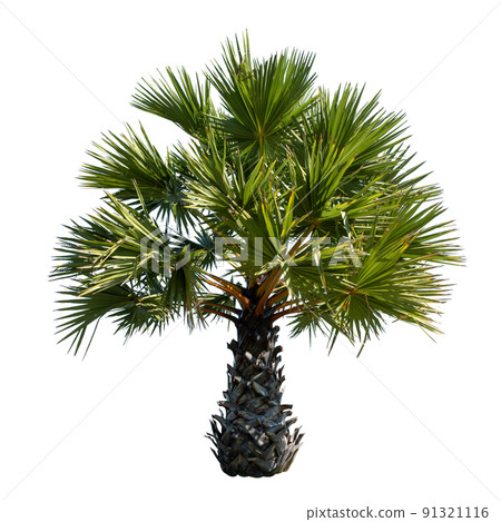 Small or young Sugar palm isolated on the white background. Small or young Sugar palm isolated on the white background. 91321116