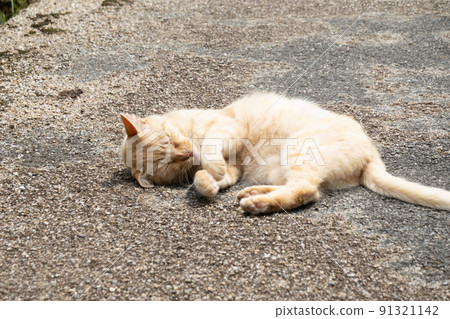"Resting of stray cats" in Miyagase Lakeside Park Aiko-gun Kanagawa Prefecture "Resting of stray cats" in Miyagase Lakeside Park Aiko-gun Kanagawa Prefecture 91321142